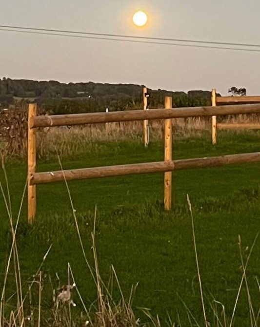 Wood fencing between 2 of the non electric pitches