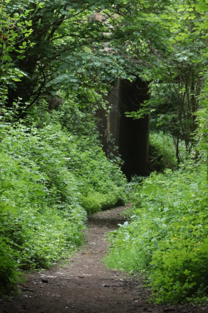 Under growth is starting to cover the path of the disused railway
