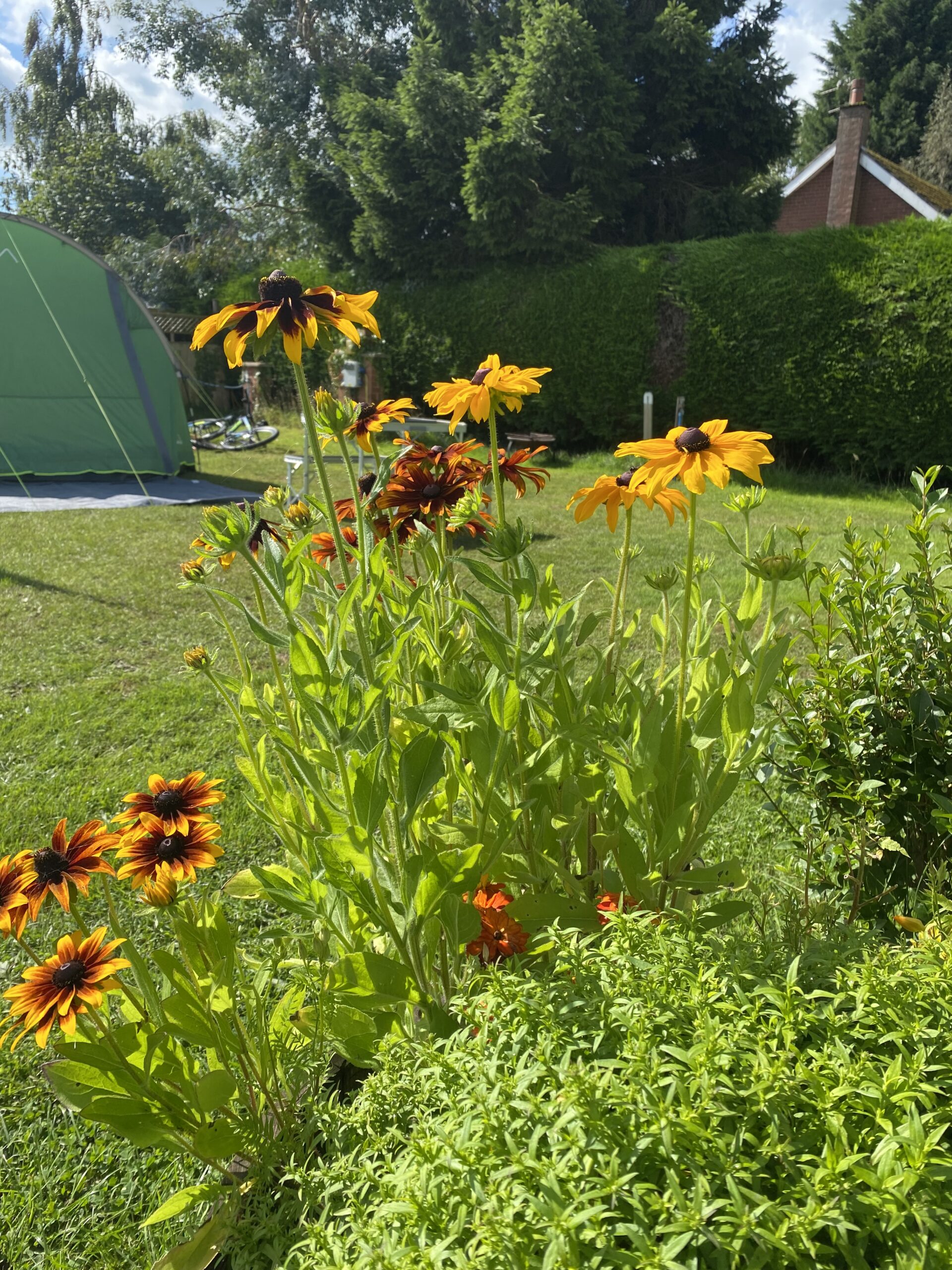 Orange flowers in a planter next to a pitch