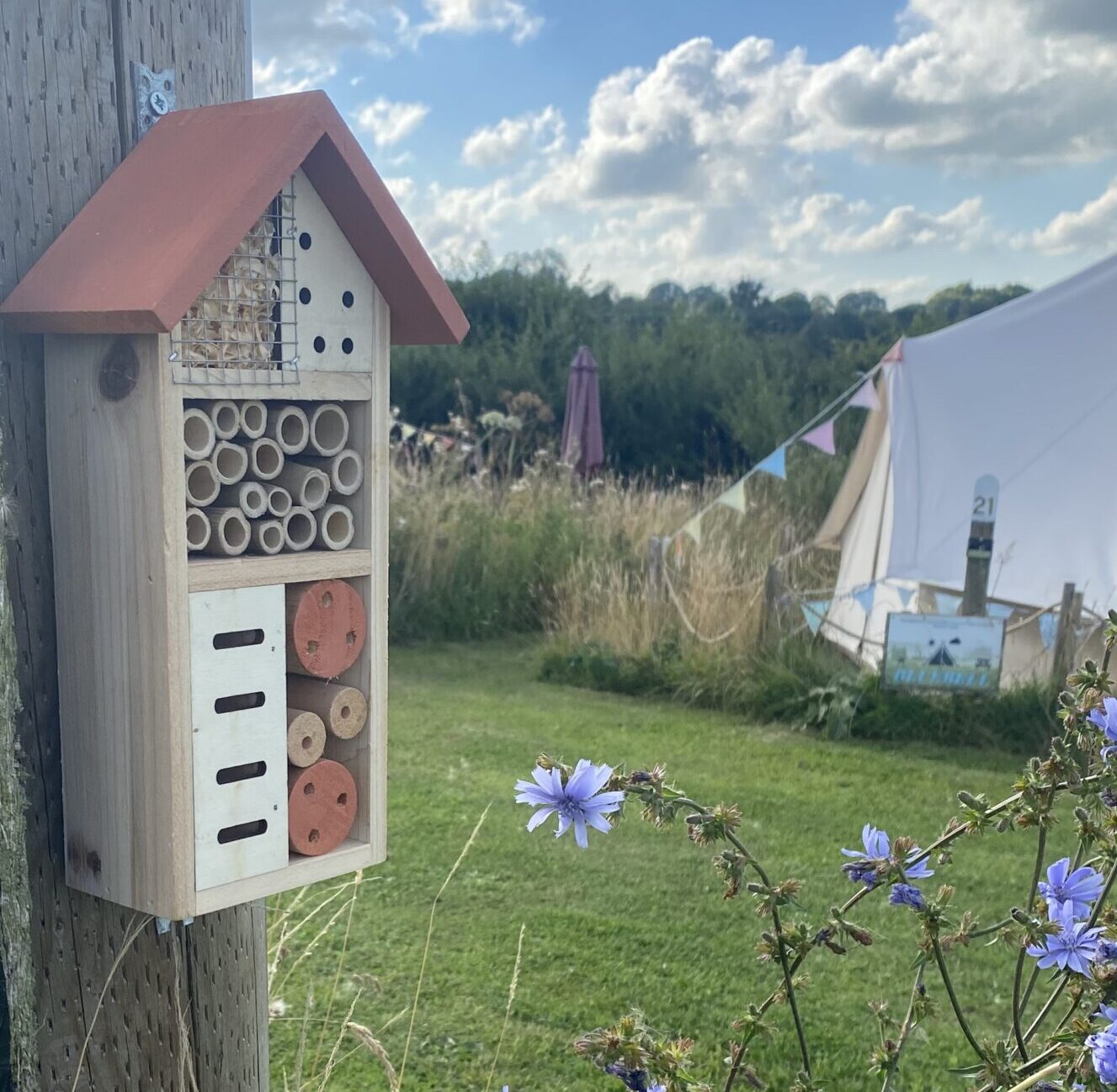 Small bug box with a bell tent in the background