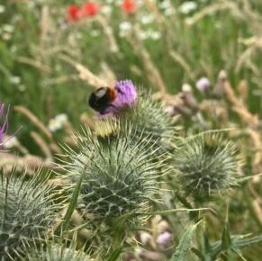 Large scotish thistles can be seen within the wild area