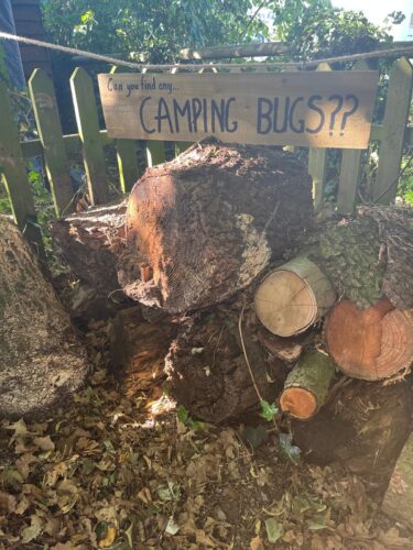 Our camping bugs area