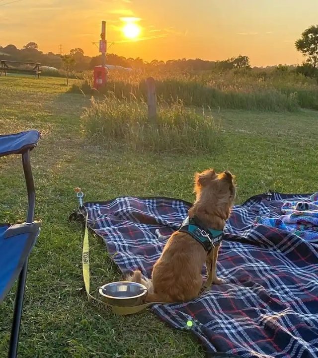 Dog sat on a picnic blanket wathing the sun set
